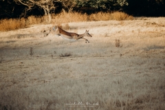 Frannette and Cobus Wedding Makiti Krugersdorp